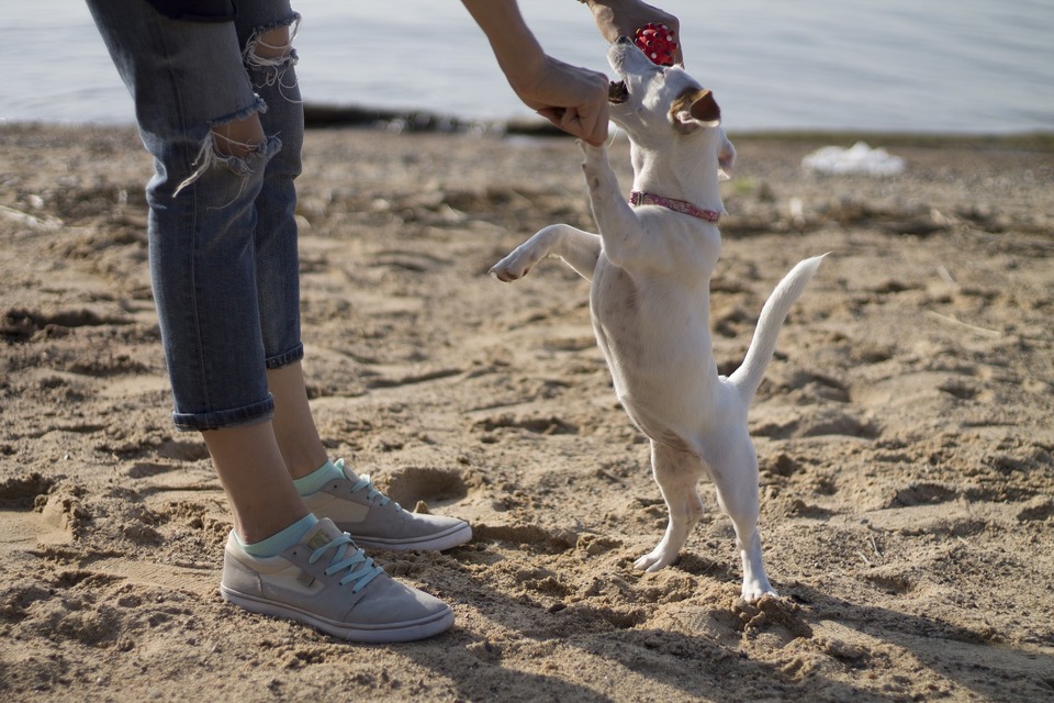 Jack Russel Terrier traint met de eigenaar. Iedereen leert graag op het strand.