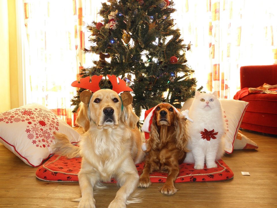 Kerstcadeaus voor honden en katten maken iedereen gelukkig - eigenaren en dieren. Grote Golden, kleine Cavalier en kat - met kerstdecoraties wachten al op cadeaus.