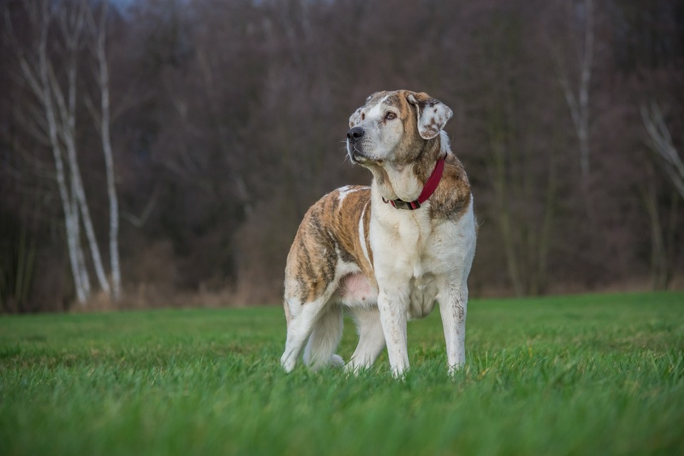 Honden van grote rassen zijn veel vatbaarder voor gewrichtsaandoeningen en heupdysplasie.