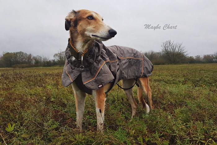 Windhond in een Trixie-regenjas. Met reflectoren en staande kraag.