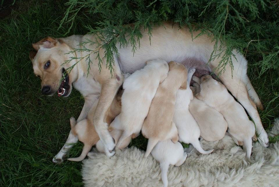 Ontspannen teef voedt acht van haar jonge puppy's.