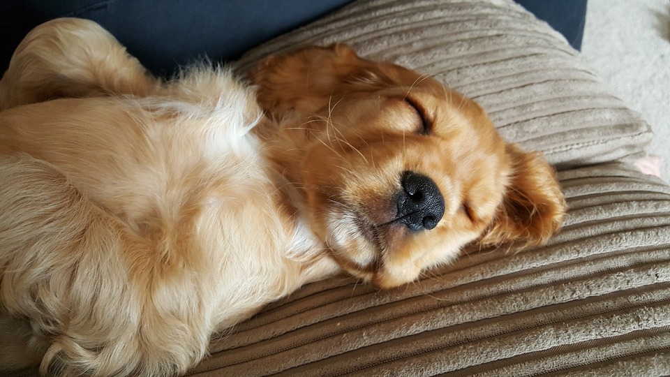 De naam voor slaapkoppen is duidelijk. Controleer deze op onze lijst met honden namen.