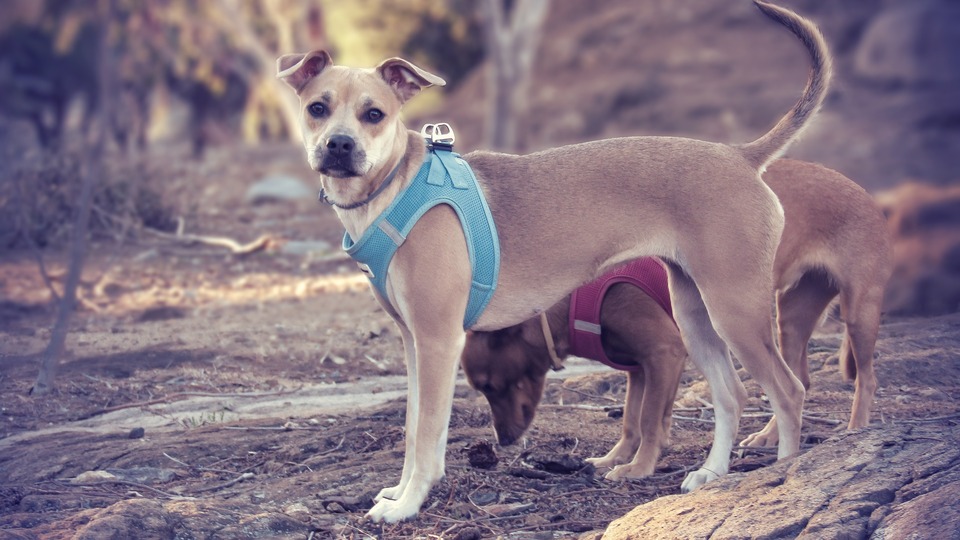Het harnas voor een puppy mag zijn bewegingen niet belemmeren, het is belangrijk dat ze van ademend materiaal zijn gemaakt.