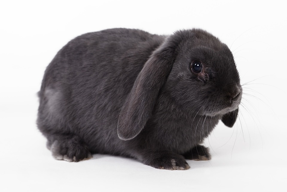 Silhouet van een gevouwen konijn. Het volledig zwarte, proportionele Mini-Lop-konijn heeft vrij korte voeten en een duidelijke, ronde bovenlichaam.