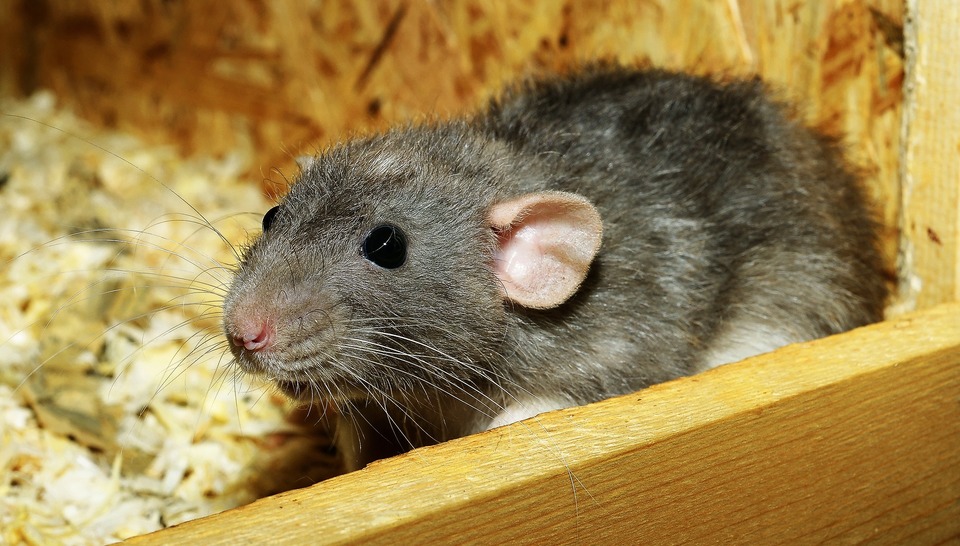 Grijze rat. Hoe weet ik of een rat ziek is?