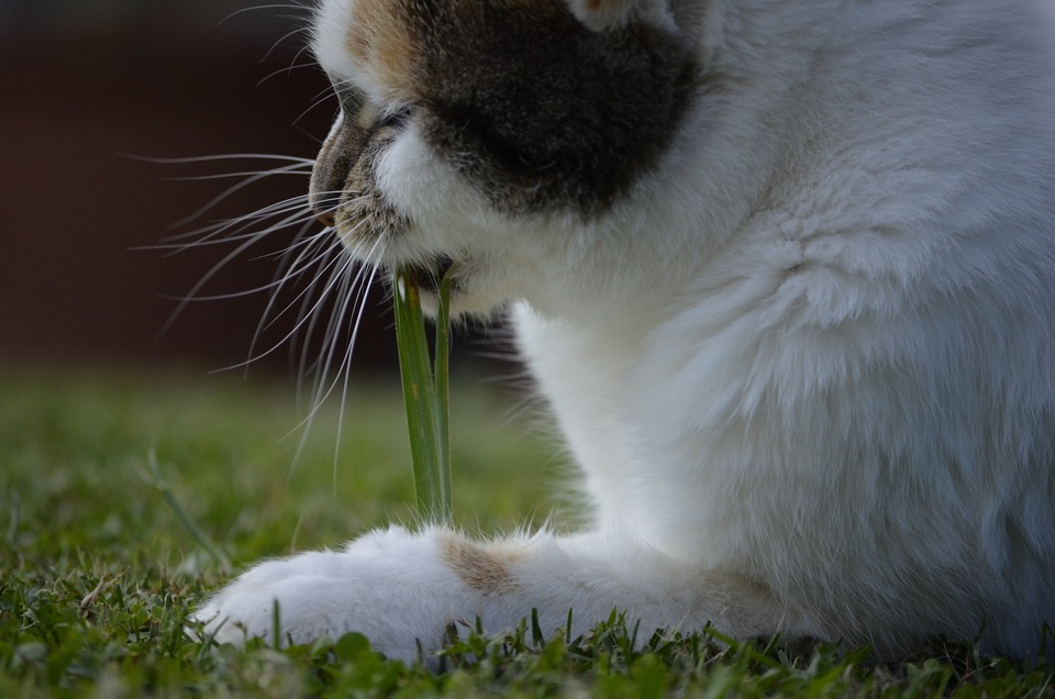 Het is belangrijk om ervoor te zorgen dat het gekozen gras veilig is voor katten en dat het geen harde en scherpe halmen bevat.