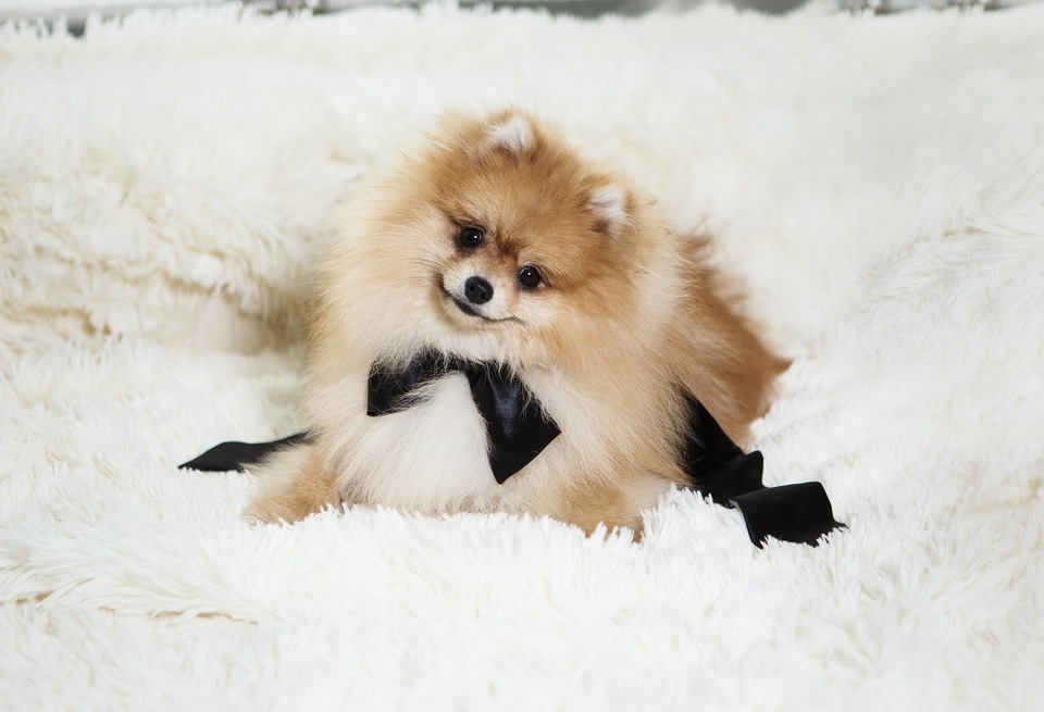 De jonge miniatuurspitz ligt heerlijk op een fluffy bed. Het is crèmekleurig, heeft een zwart lint om de hals, wat bijdraagt aan zijn charme
