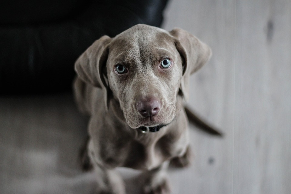 Een Weimaraner puppy heeft blauwe ogen.