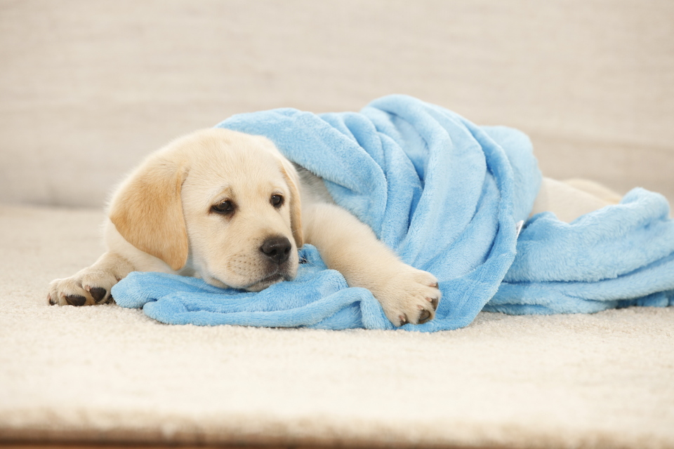 Een puppy thuis is een groot evenement. De babyuitrusting moet onder andere een deken bevatten.