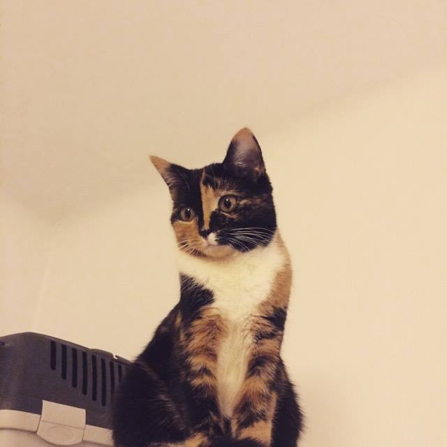 Na de adoptie moeten katten weer beginnen mensen te vertrouwen.