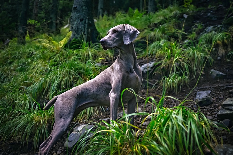 De Weimaraner als jachthond is perfect gebouwd. Slank en gespierd.
