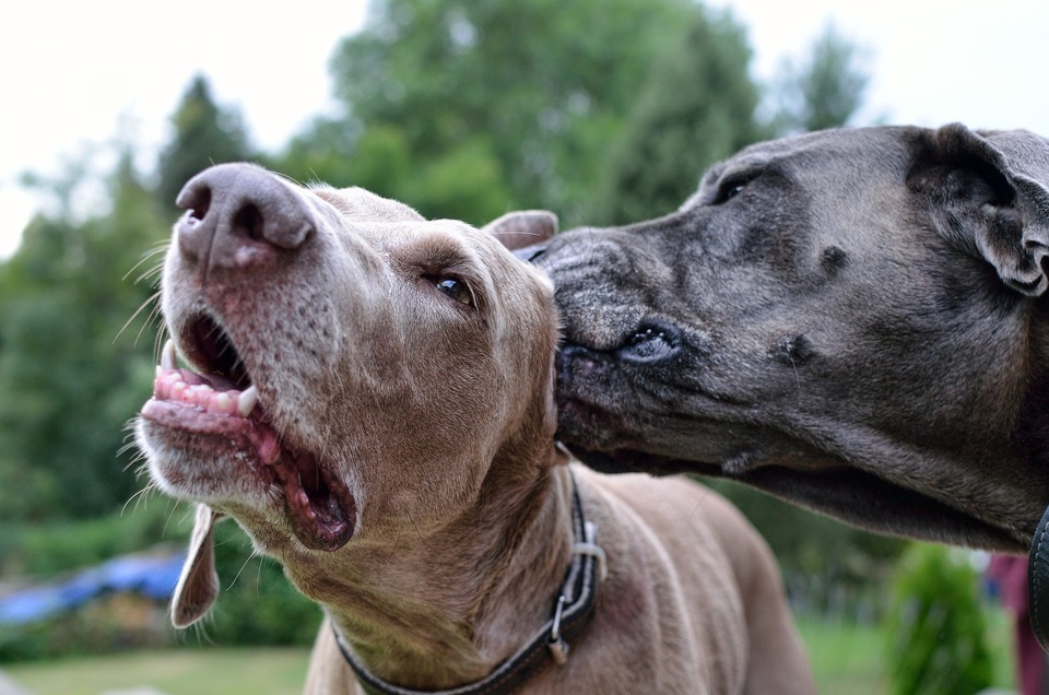 Twee Weimaraner honden. Een hond likt het andere oor.
