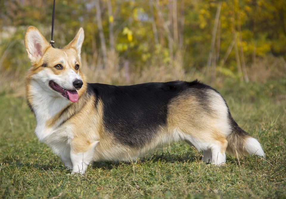 Welshe Corgi met driekleurige vacht. Kenmerkende lange bovenlichaam en grote oren. De hond kijkt met een licht open mond in de verte