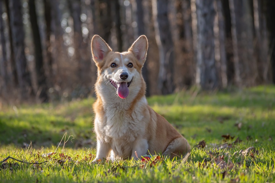De Corgi Pembroke hond zit op een open plek midden in het bos. De vacht is wit en rood