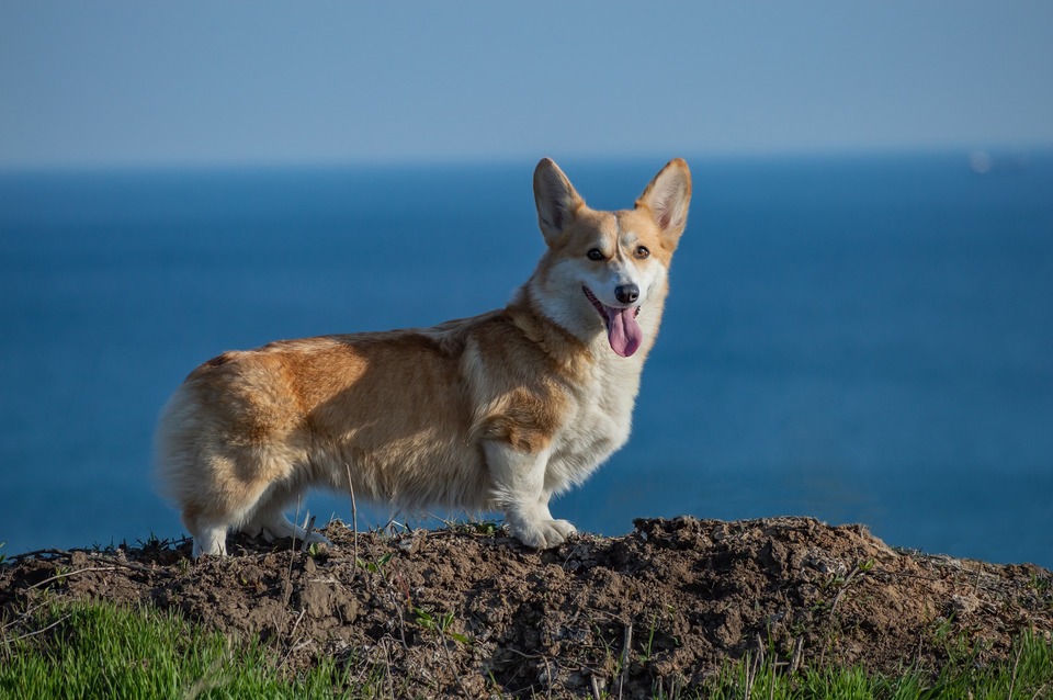 Welsh Corgi Pembroke staat op een dijk tegen de oceaan. Heeft korte poten en een lang bovenlichaam.