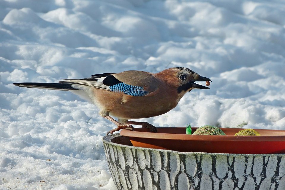 Vetballen zijn praktisch voor het voeren van vogels. Ze kunnen gemakkelijk worden gegeven, en de vogels kunnen op het net blijven en het voedsel tussen de lussen voeren.