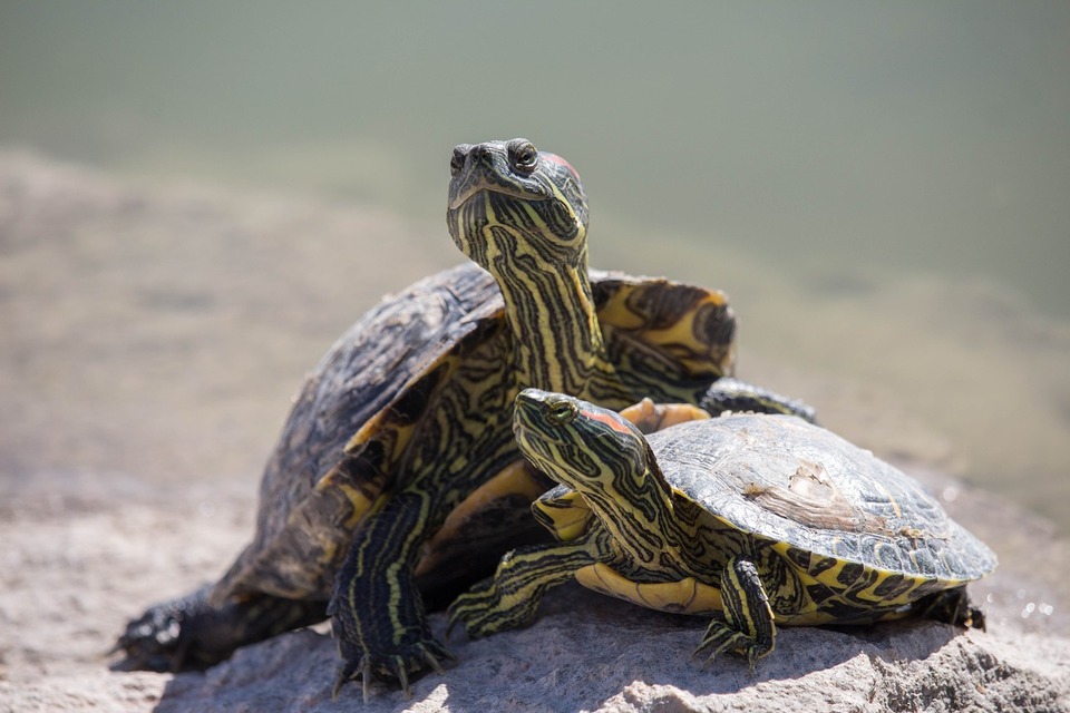 Waterschildpadden gaan graag op stenen en verhogingen zitten om warm te blijven.
