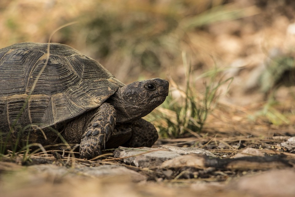 Schildpadden lopen, schildpadden hebben een loopruimte en veel beweging nodig.