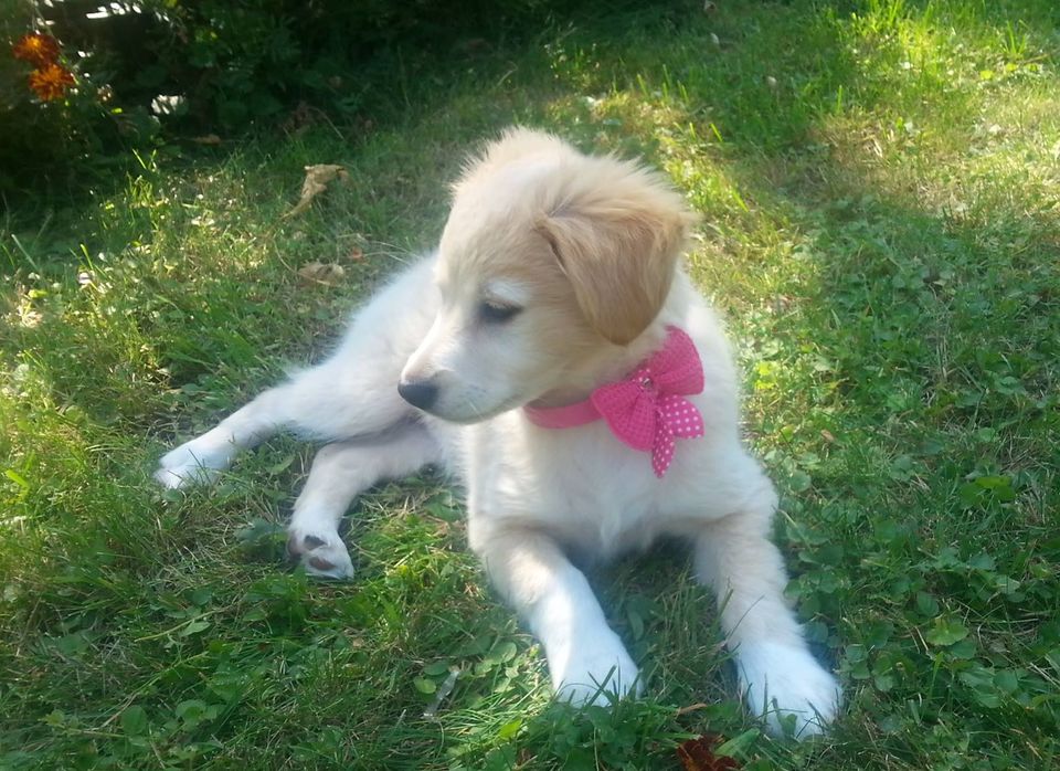 Puppy ligt in het gras