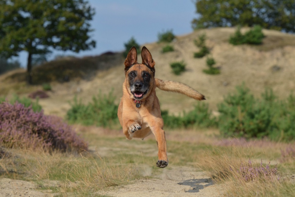 Zijn Belgische Malinois-herdershonden gevaarlijk?
