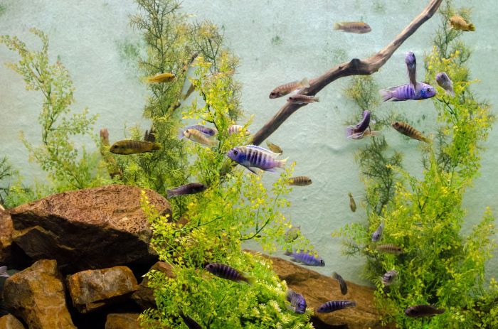 Aquariumvissen in een aquarium met stenen bodem.