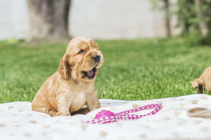 Puppy's Engelse Cocker Spaniel.
