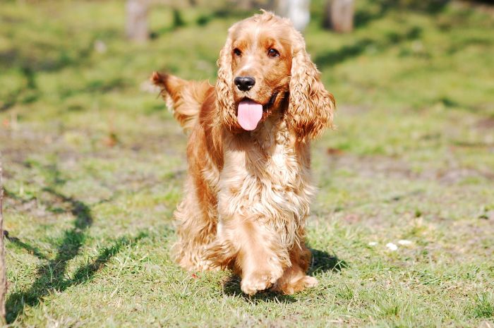 English Cocker Spaniel op de open plek.