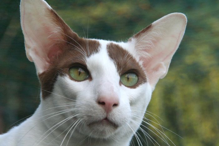 Peterbald met groene ogen