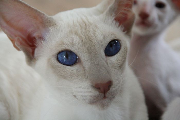 Blauwe ogen Peterbald kat
