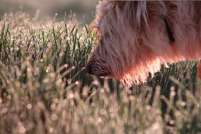 Een mixhond snuffelt aan bloemen op een veld.
