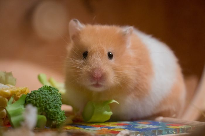 De voeding van de Syrische hamster kan worden aangevuld met een kleine hoeveelheid vers groenten