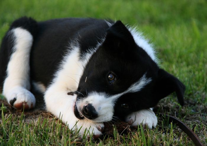De Karelische Berenhond Puppy.