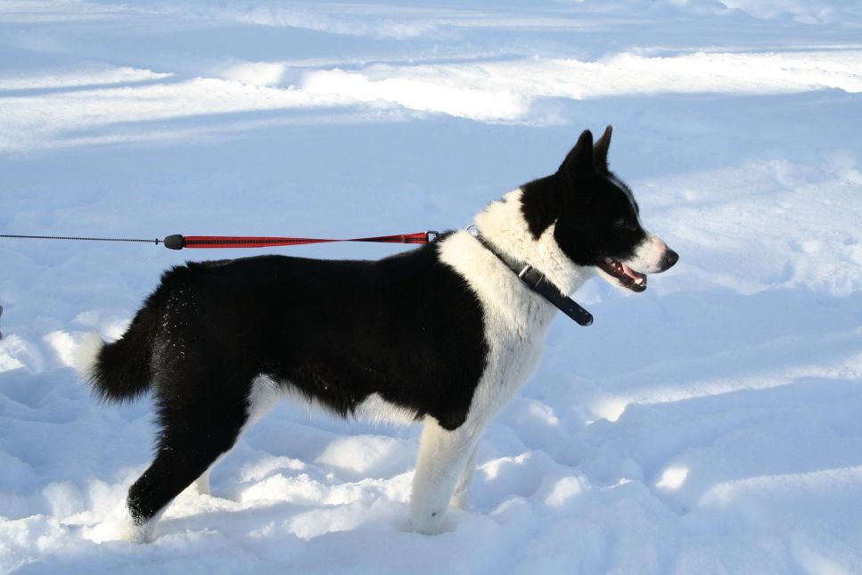 Karelian Bear Dog.