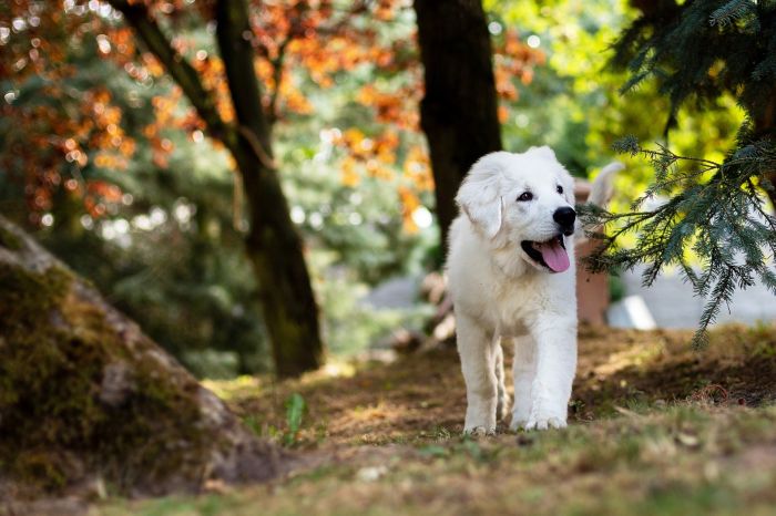 Podhale-Herder Puppy