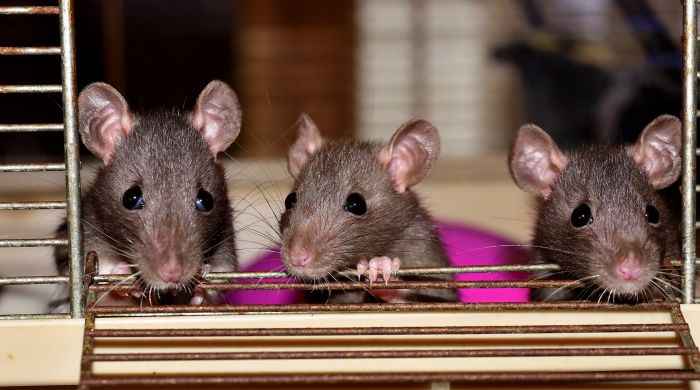 Drie ratten in een kooi.