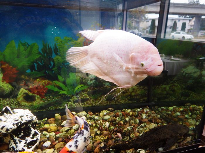Piraya in het aquarium