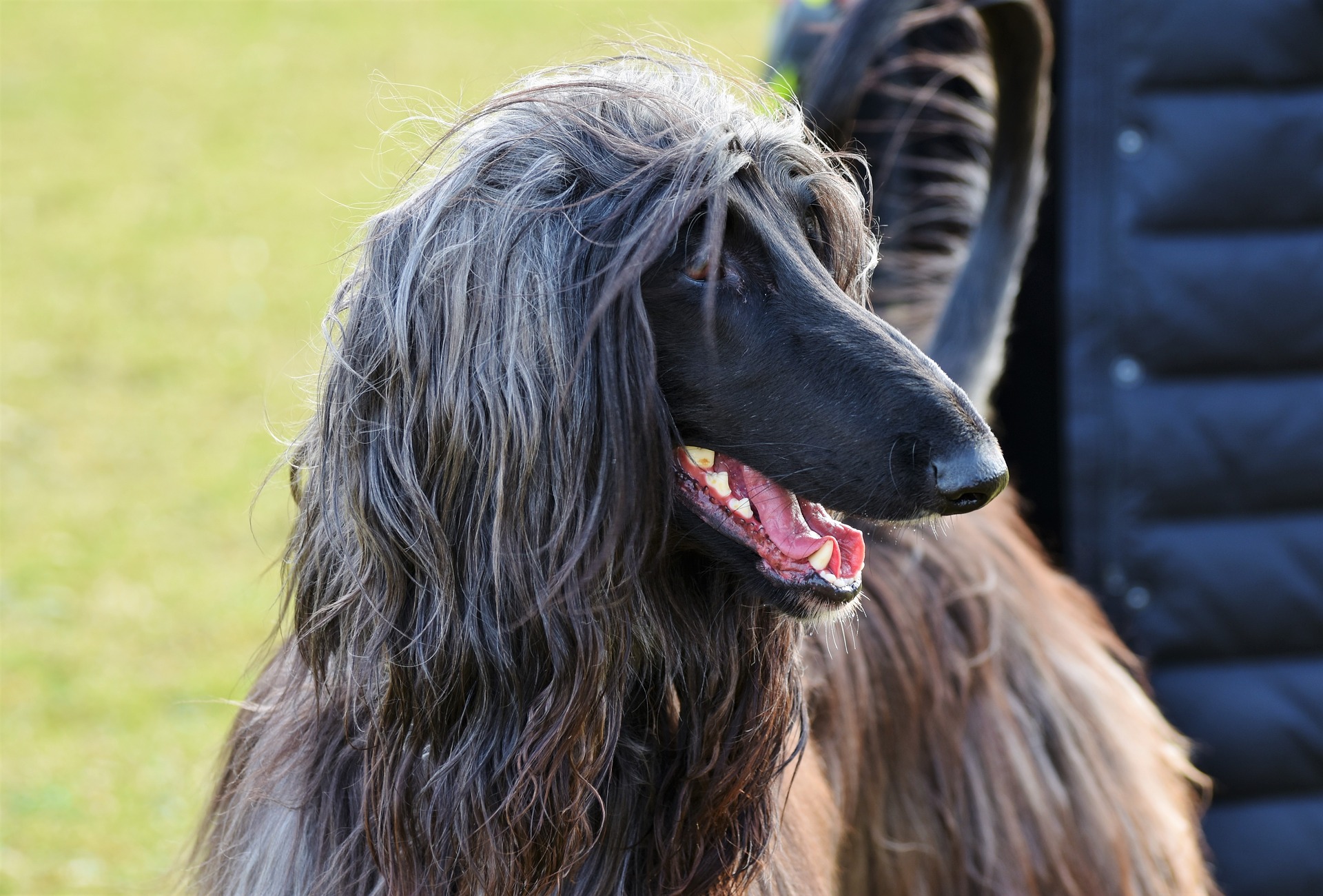 Ze zijn zachtaardig voor kinderen en andere dieren en werken graag in paren. Afghaanse Windhonden zijn zeer leergierig, maar ook koppig.