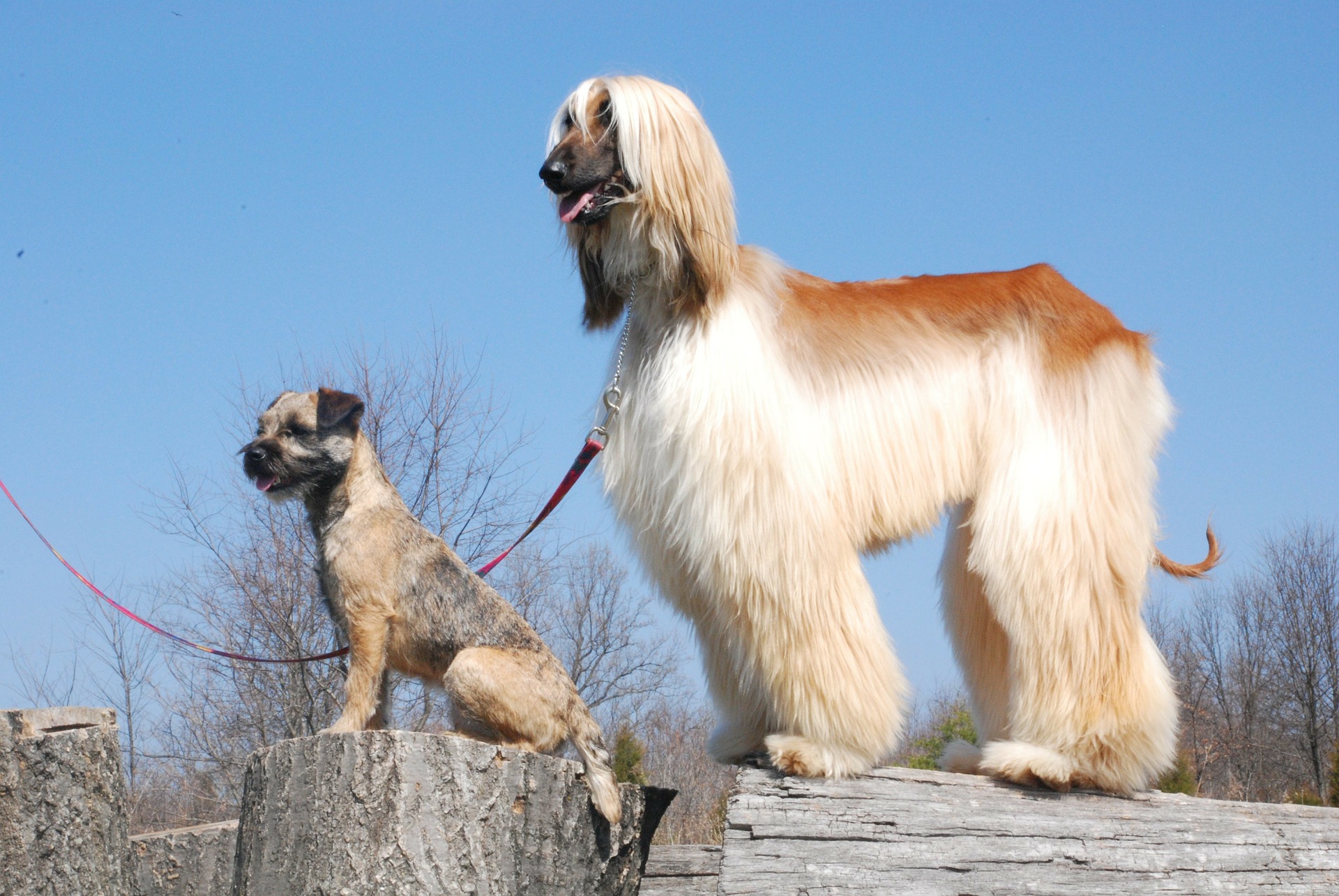 In Polen is voor het bezit van een windhond - ongeacht het ras - een vergunning vereist.