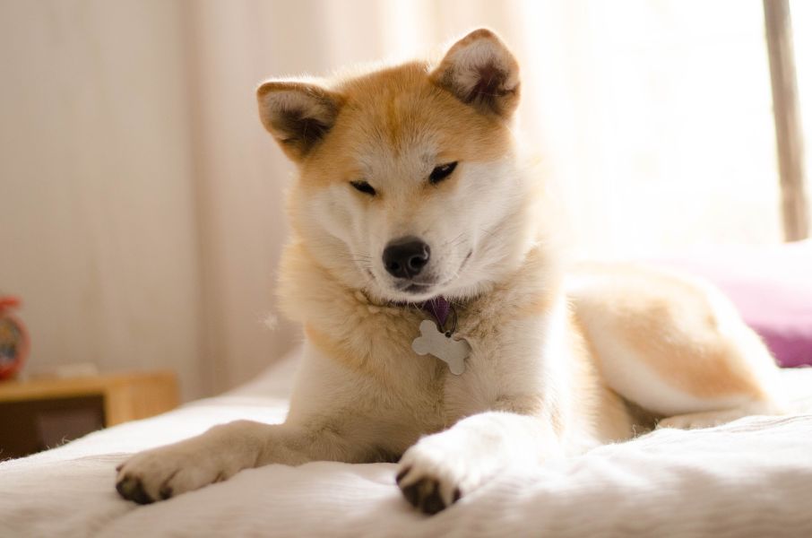 Jonge Akita met beige kleur