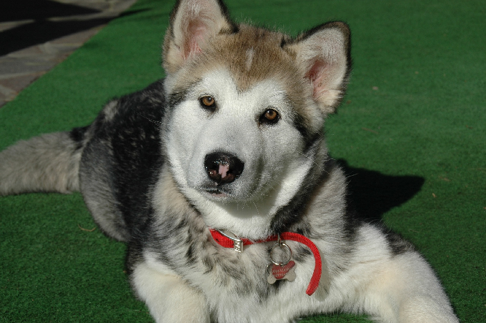 Alaskan Malamute Puppy.