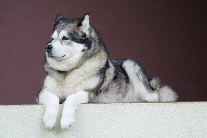 Volwassen Alaskan Malamute.