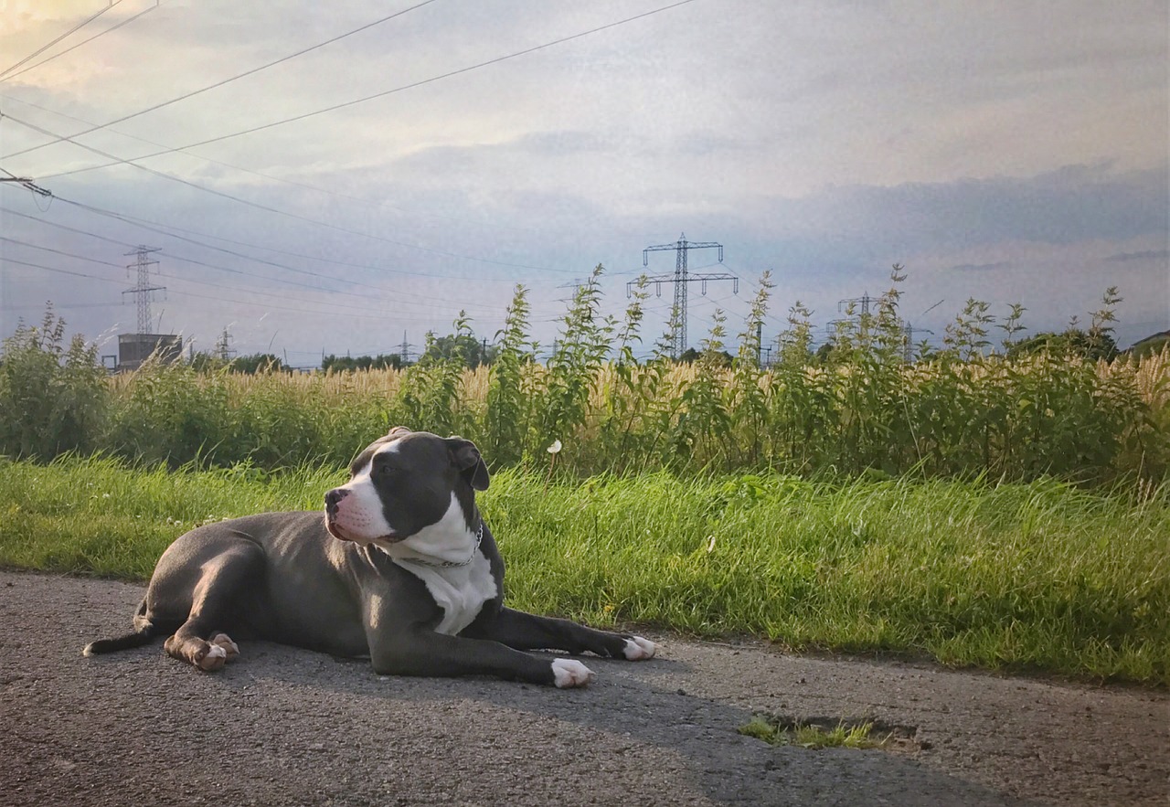 De American Bully is een zeer nieuwsgierige hond. Hij is zeer nieuwsgierig en nodigt uit tot spelen, maar kan ook overmatig koppig zijn en lijden aan verlatingsangst - daarom is een consequente opvoeding van pups zeer belangrijk.