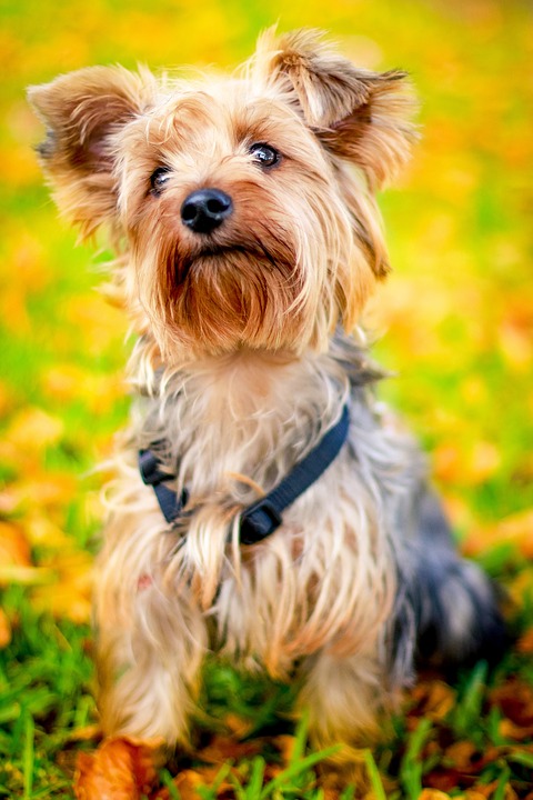 York in een volle vacht. Een verzorgde vacht is de trots van de Yorkies, het is zacht en vloeiend.
