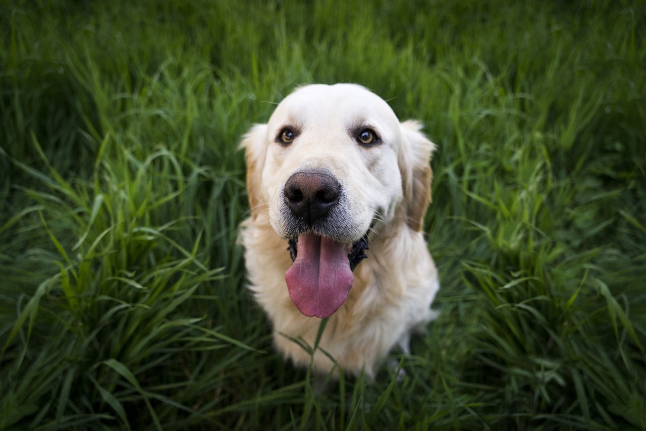 De Golden Retriever kijkt blij recht in de lens. Hij zit in het groene gras.