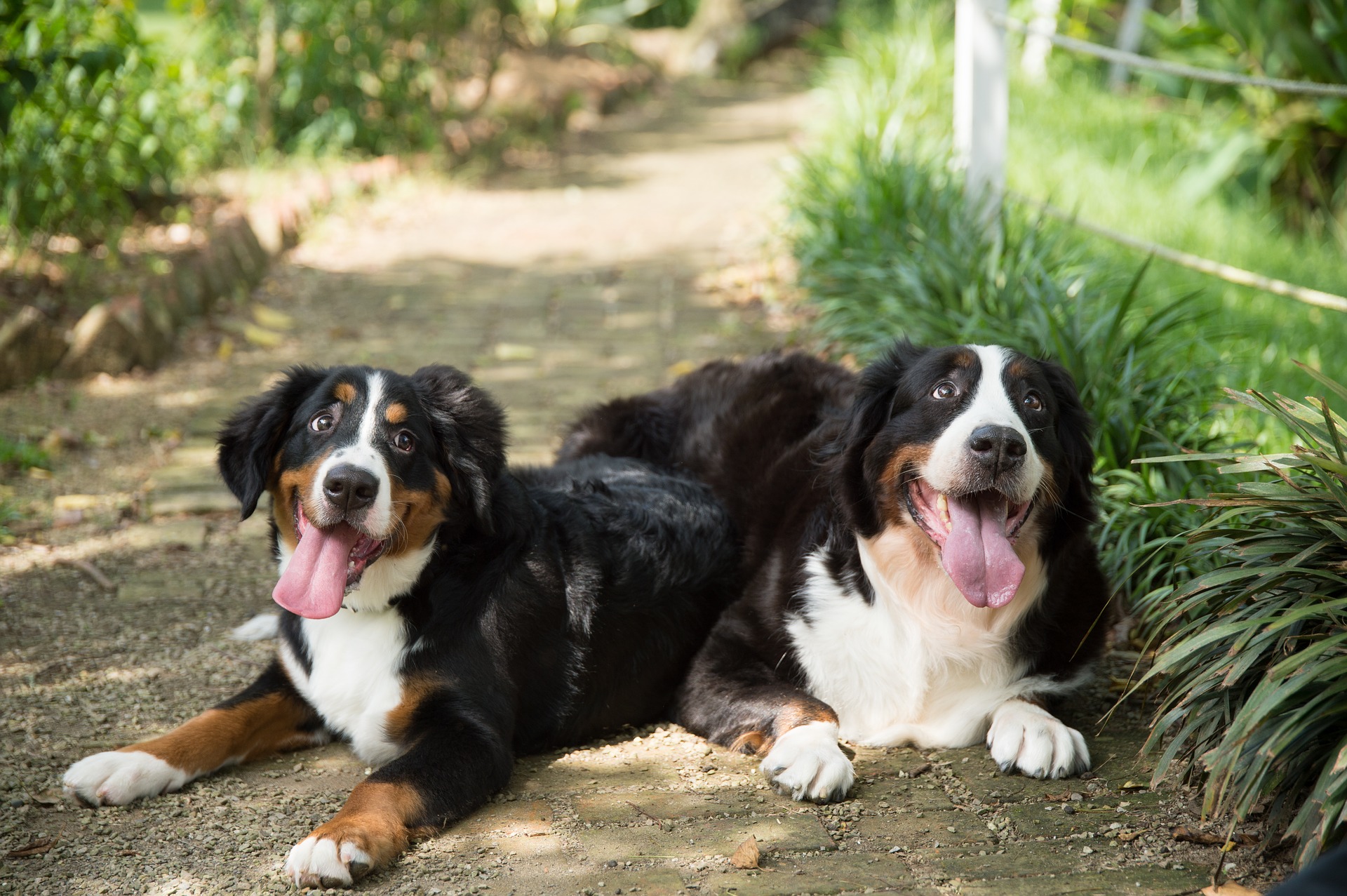 Berner Sennenhonden behouden hun puppyachtige vreugde en hun energie voor spelletjes nog heel lang. Ze genieten ook heel veel van genegenheid en aaien.