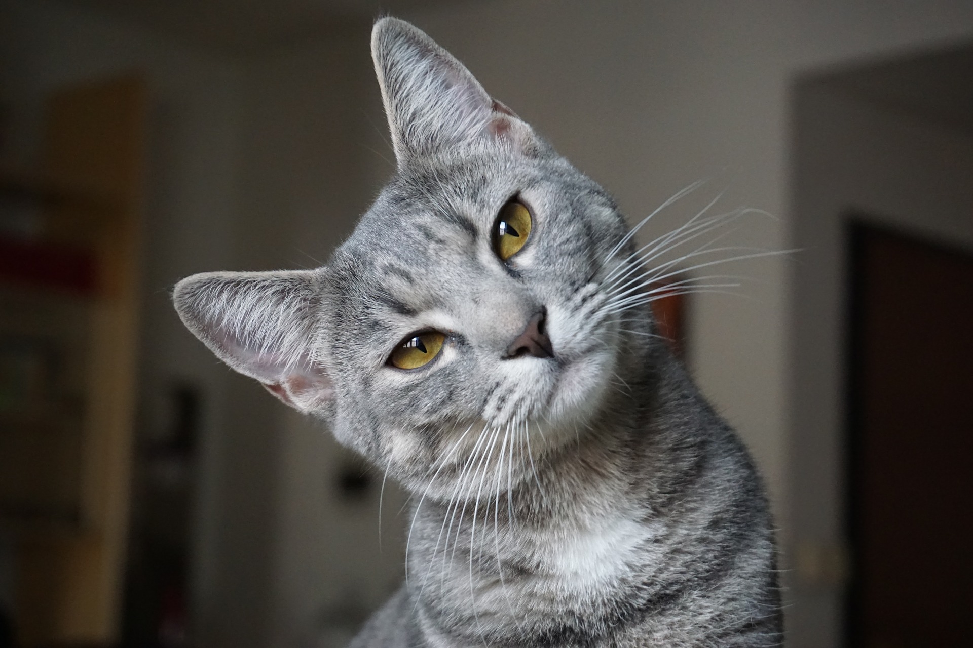 Hyperthyreoïdie kan ook katten en andere huisdieren treffen. Het uit zich in gewichtsverlies, nervositeit, apathie en frequenter urineren.