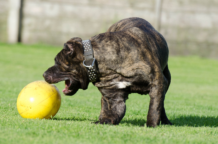 De prikketting werd aanvankelijk met de spikes naar buiten aangelegd, dan alleen voor korte trainingseenheden - met spikes op de huid.