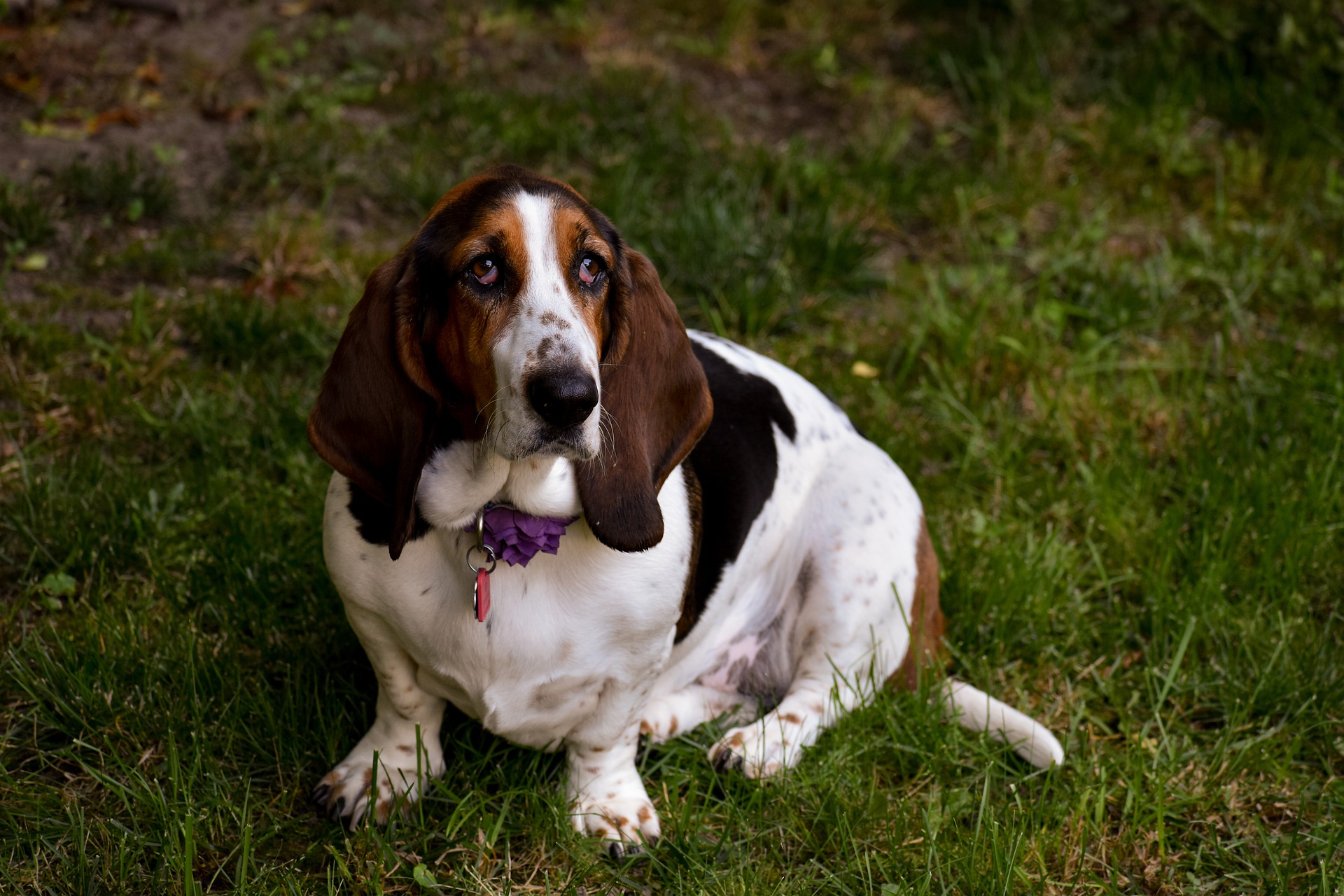 Bassets hebben als jachthonden een zeer gevoelig reukvermogen en een sterk spoorinstinct. Ze hebben de neiging tot overgewicht, daarom is een passend dieet belangrijk, omdat overgewicht het optreden van dysplasie en aandoeningen van het bewegingsapparaat bevordert.