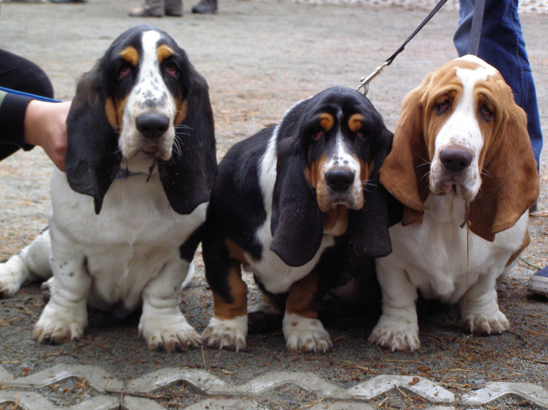 De Basset is een combinatie van de Franse rassen Bloodhound (grote kop met overmatig en golvend haar), Foxhound (kleur) en Teckel (korte benen en lange romp).