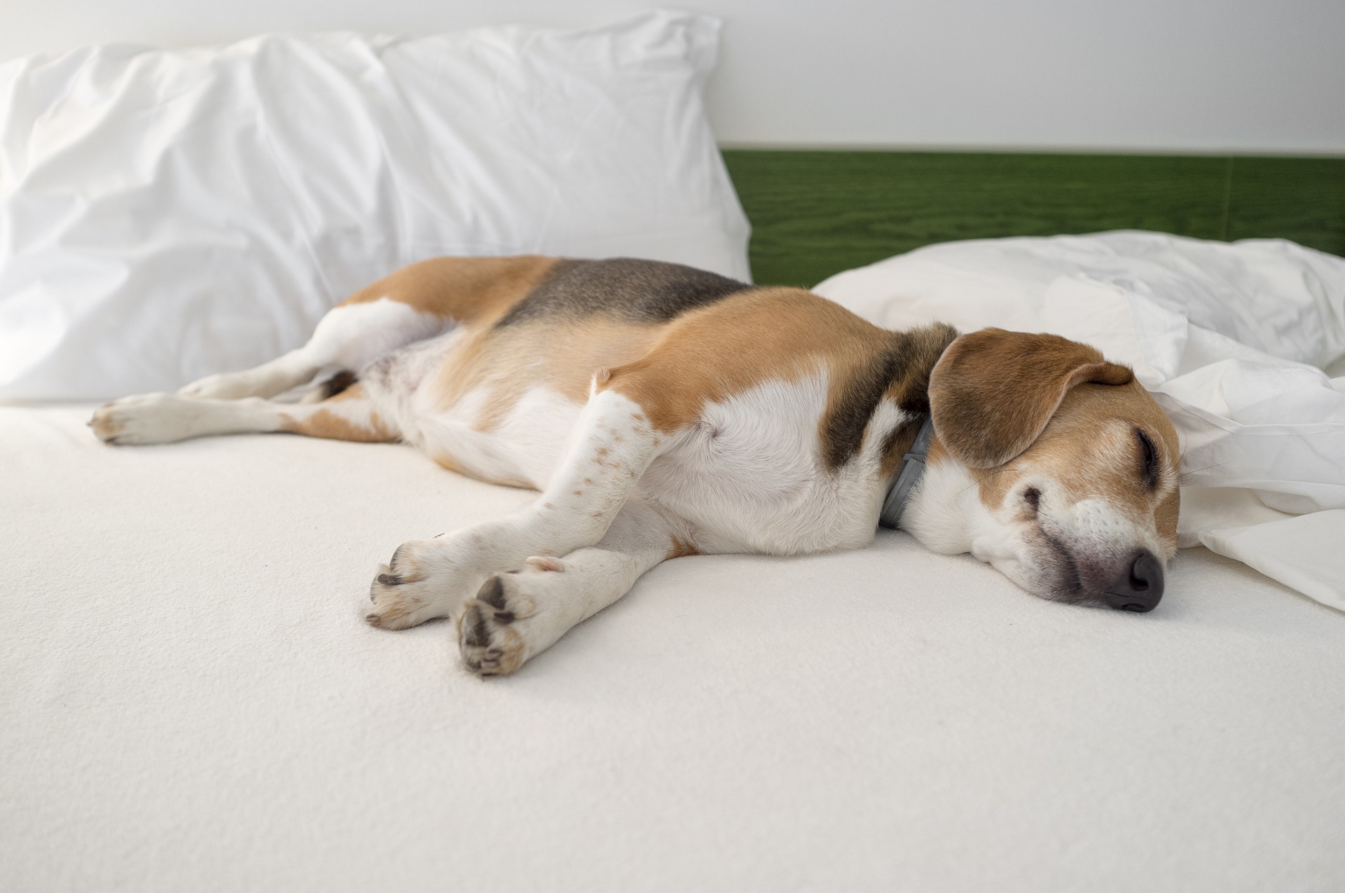 Slecht gehouden en gevoede Beagles neigen tot een aanzienlijke gewichtstoename.